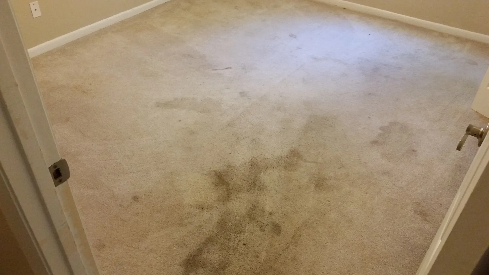 Before picture of a now very clean carpet