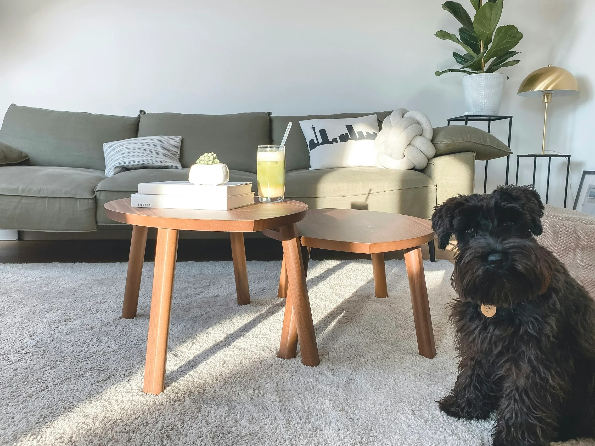 What's Hiding in Your Carpet? Savannah Carpet Cleaning Experts Explain